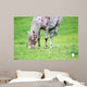 Appaloosa Horse Eating