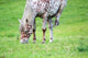 Appaloosa Horse Eating