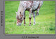 Appaloosa Horse Eating