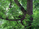 Green Acacia Tree Wall Mural