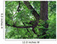 Green Acacia Tree Wall Mural