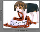 Beagle Puppy Wall Decal