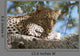 Sleeping Leopard