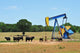 Oil Well Pumper and Brahma Cattle in West Texas. Wall Mural