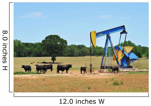 Oil Well Pumper and Brahma Cattle in West Texas. Wall Mural