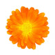 Flower Wall Decal Design 1