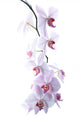 Pink Spotted Orchids Wall Decal