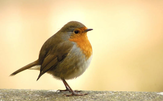 Red Robin Wall Decal