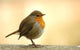 Red Robin Wall Decal