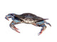 blue crab isolated over white 2 Wall Decal