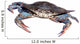 blue crab isolated over white 2 Wall Decal