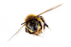 Honey Bee in Flight Wall Decal