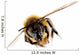 Honey Bee in Flight Wall Decal