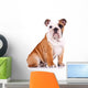 curious english bulldog puppy Wall Decal