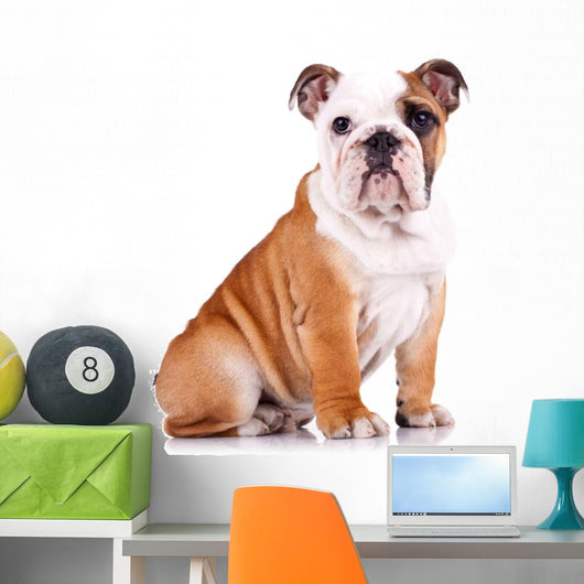 curious english bulldog puppy Wall Decal