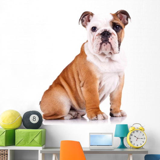 curious english bulldog puppy Wall Decal