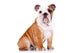 curious english bulldog puppy Wall Decal