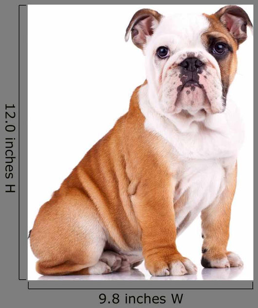 curious english bulldog puppy Wall Decal