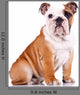 curious english bulldog puppy Wall Decal