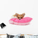Puppy Chihuahua on Cushion Wall Decal
