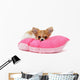 Puppy Chihuahua on Cushion Wall Decal