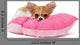 Puppy Chihuahua on Cushion Wall Decal
