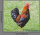 Rooster