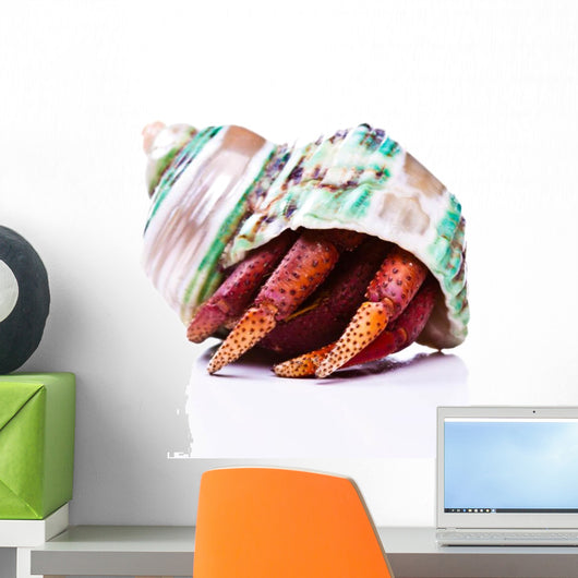 Hermit Crab Wall Mural