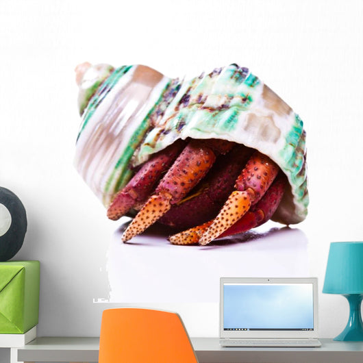 Hermit Crab Wall Mural