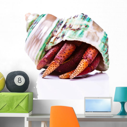 Hermit Crab Wall Mural