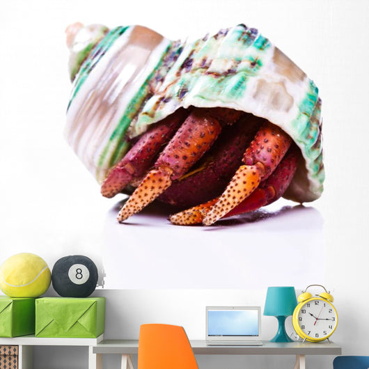 Hermit Crab Wall Mural