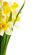 Yellow Narcissus Daffodil Wall Decal