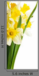 Yellow Narcissus Daffodil Wall Decal