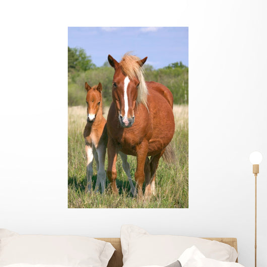Mare and Son
