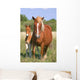 Mare and Son