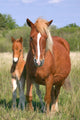 Mare and Son