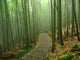 Romantic Bamboo Forest Wall Mural