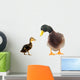Ducks