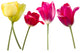 Flowers Tulips Red Yellow Petals Wall Decal