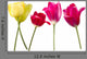 Flowers Tulips Red Yellow Petals Wall Decal