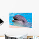Dolphin Wall Mural