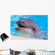 Dolphin Wall Mural