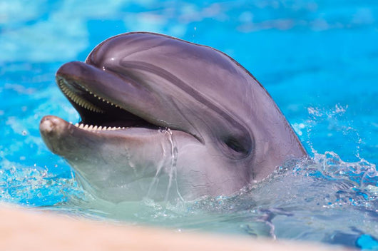 Dolphin Wall Mural