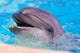 Dolphin Wall Mural