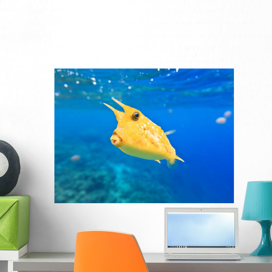 Longhorn Cowfish