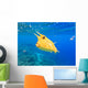 Longhorn Cowfish