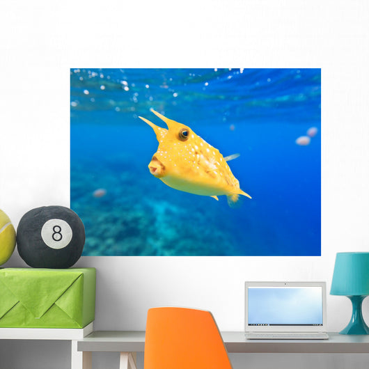 Longhorn Cowfish