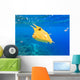 Longhorn Cowfish