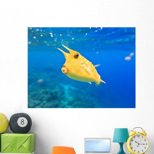 Longhorn Cowfish