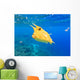 Longhorn Cowfish